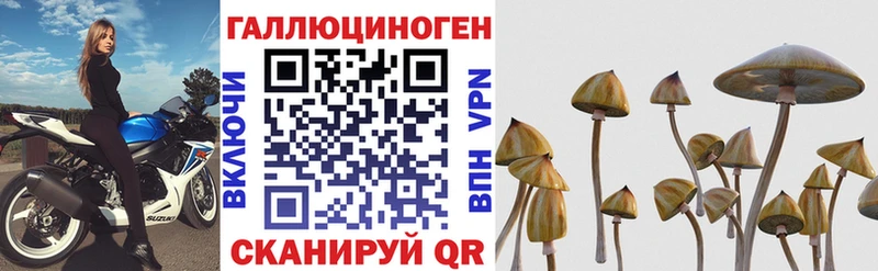 Галлюциногенные грибы Psilocybine cubensis Торопец